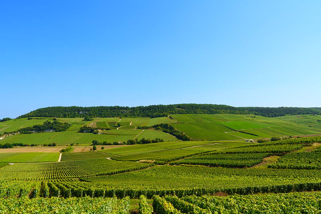 De champagnestreek in Frankrijk kenmerkt zich logischerwijs door de vele wijnranken. Het gebied is zo uitgestrekt en zo rustig dat je je vaak alleen op de wereld waant. Het lijnenspel is voor elke fotograaf ook zeer interessant.