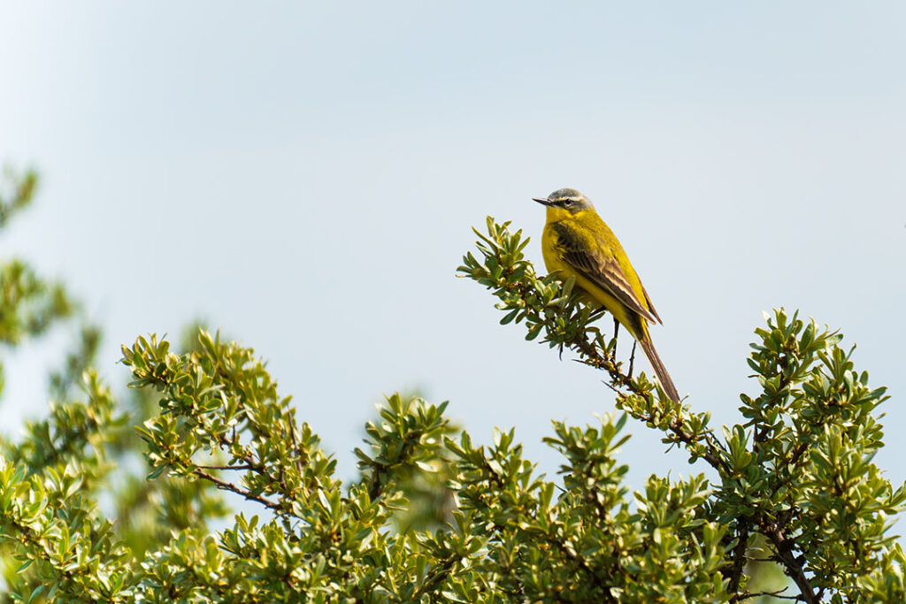 Deze sfeervolle natuurfoto toont een elegante gele kwikstaart die rustig balanceert op een frisgroene tak, vastgelegd in een open landschap in Nederland, de Marker Wadden. De zachte achtergrond en het warme licht zorgen voor een serene en minimalistische uitstraling, waardoor dit beeld perfect past in zowel moderne als landelijke interieurs. De heldergele tinten van de vogel contrasteren prachtig met het groen van de bladeren, wat een levendig maar rustgevend effect geeft. Ideaal als wanddecoratie voor natuurliefhebbers die een stukje Nederlandse fauna in huis willen halen met een subtiele en stijlvolle uitstraling.