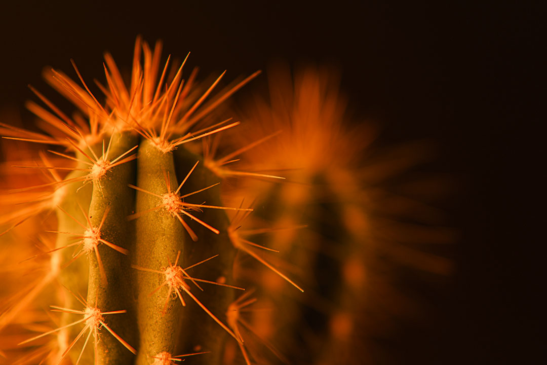 Deze close-up of macro van een cactus staat perfect op elke muur in elke kamer. Zowel qua kleur als compositie is het een rustgevend beeld.