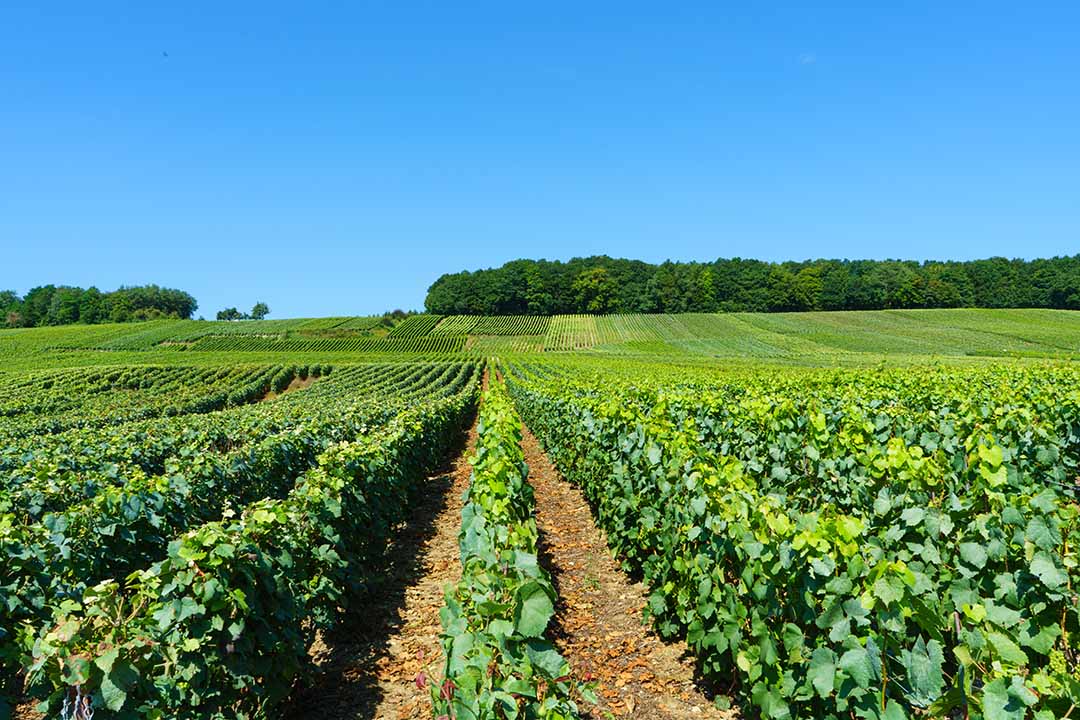De champagnestreek in Frankrijk kenmerkt zich logischerwijs door de vele wijnranken. Het gebied is zo uitgestrekt en zo rustig dat je je vaak alleen op de wereld waant. Het lijnenspel is voor elke fotograaf ook zeer interessant.
